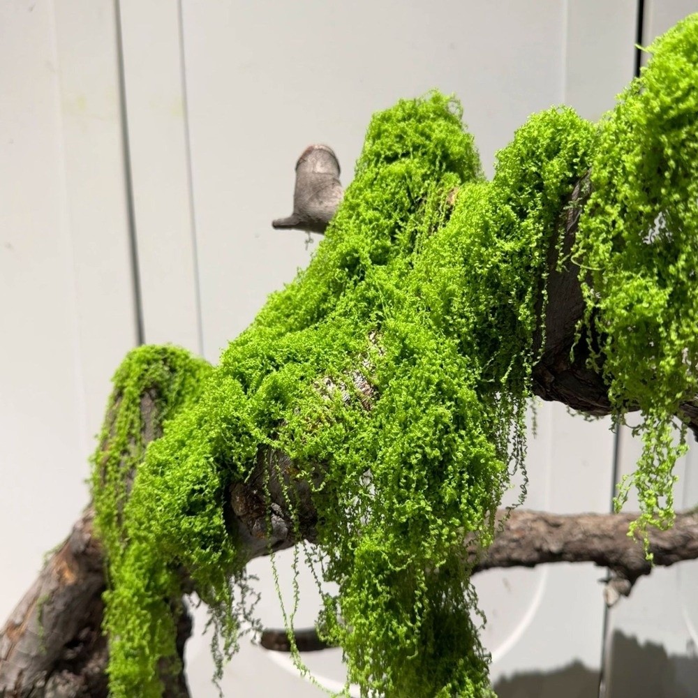 Terrarium Moss Art - มอสเทียมโพลีเอสเตอร์สำหรับงาน DIY งานฝีมือ เนื้อสัมผัสสมจริง มอสเรนเดียร์คงรูป สีเขียวตลอดปี