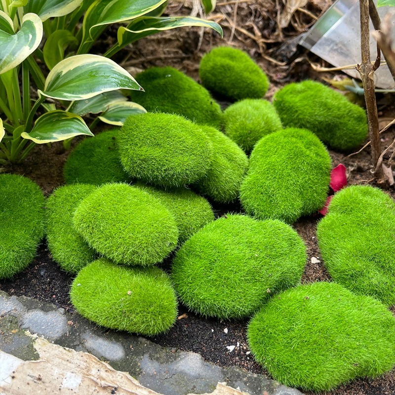 หินมอสจำลอง 5/30 ชิ้น หินมอสปร - Terrarium Moss Art บทวิจารณ์และราคา