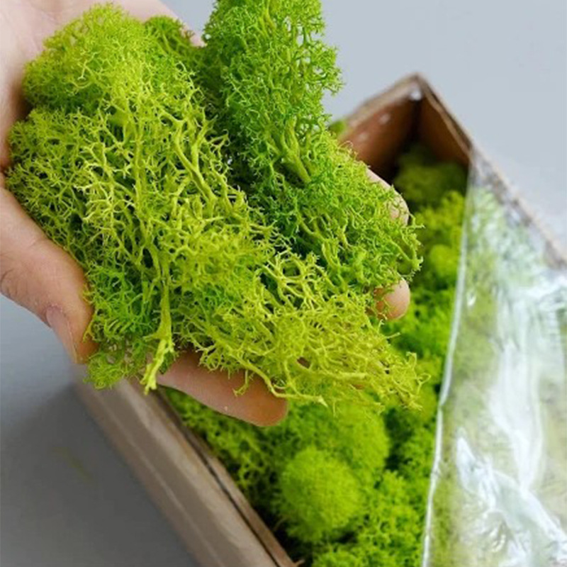 200g พืชสีเขียวประดิษฐ์ MINI ภ - Terrarium Moss Art บทวิจารณ์และราคา